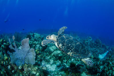 View of turtle swimming in sea