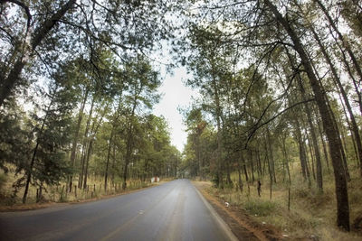 Road passing through forest