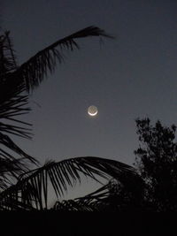 Low angle view of silhouette palm trees against sky at night