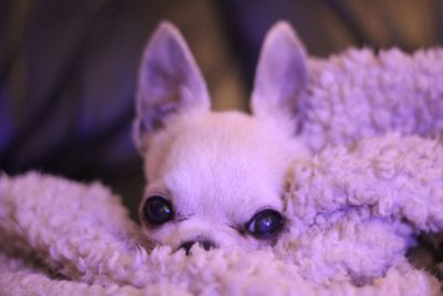 Close-up portrait of dog