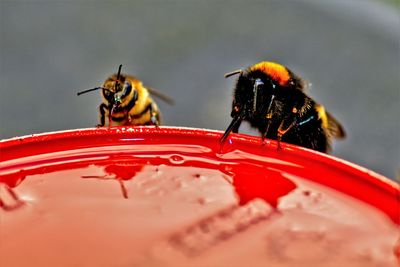 Close-up of bee on flower