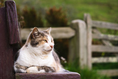 Portrait of a cat sitting on wood