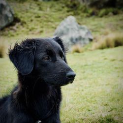 pet