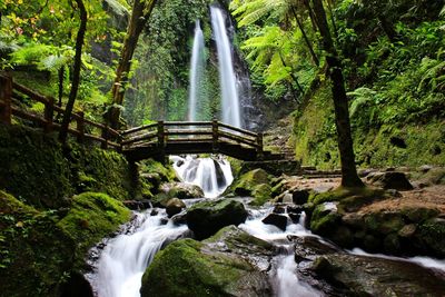 Scenic view of waterfall in forest