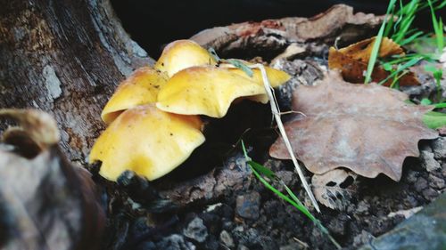 Close-up of leaves