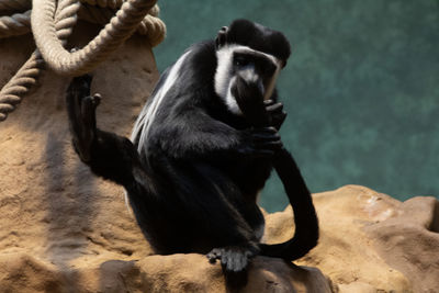 Monkey sitting in a zoo