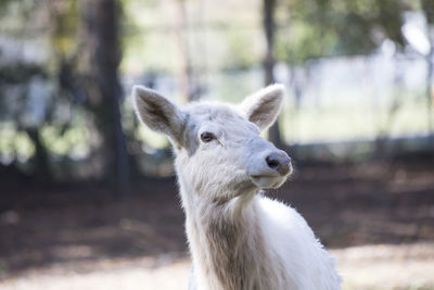 Close-up of an animal on land