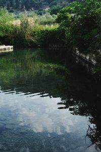 Scenic view of lake in forest