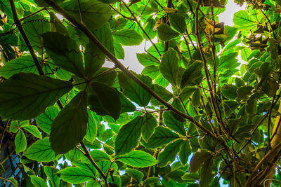 Low angle view of tree leaves