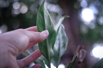 Close-up of hand touching leaf