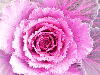 Close-up of pink rose flower