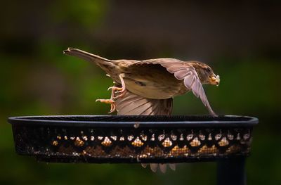 Close-up of bird flying