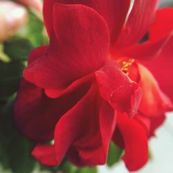 Close-up of red flower blooming outdoors