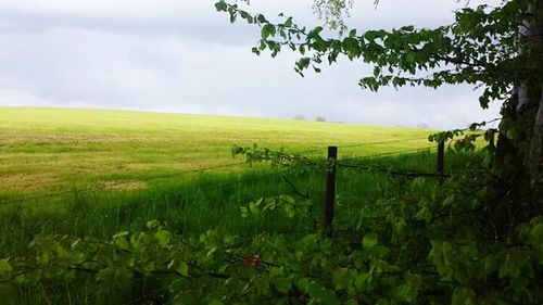 Scenic view of field against sky