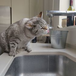 Close-up of a cat drinking water