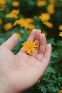 Close-up of hand holding yellow flower