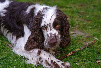 Portrait of dog on field