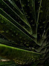 Close-up of raindrops on leaves