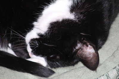 Close-up of cat sleeping