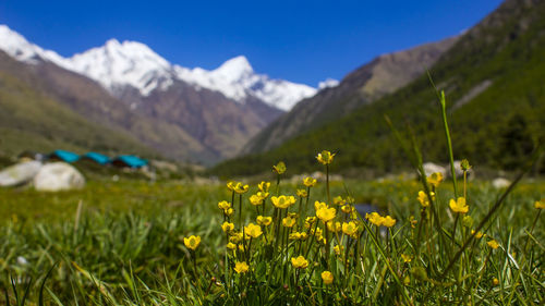 Flowers blooming on field against mountains