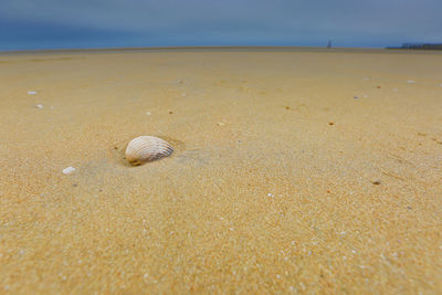 Surface level of seashell on beach