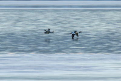 Birds flying over sea against sky