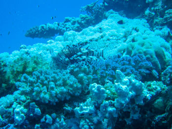 Fish swimming in sea