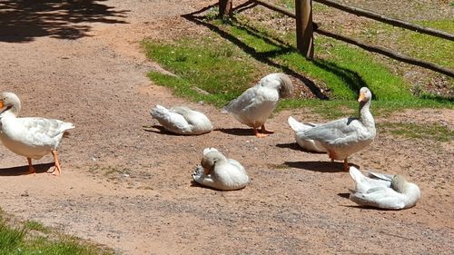 High angle view of birds on field