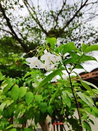 Close-up of white flowering plant