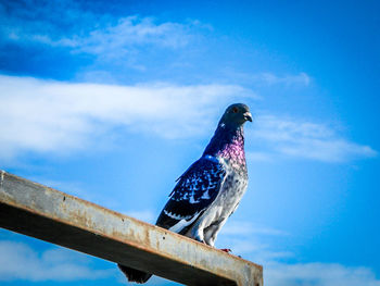 Low angle view of birds perched on blue sky