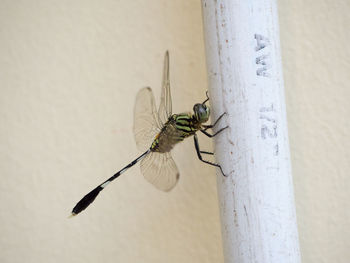 Close-up of dragonfly on wall