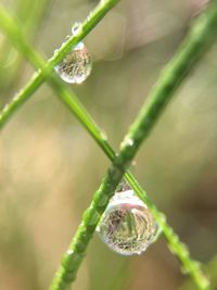 Close-up of water drops on flower bud