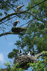 Low angle view of eagle perching on tree against sky