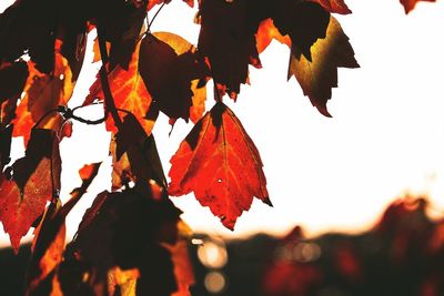 Close-up of maple leaves against sky