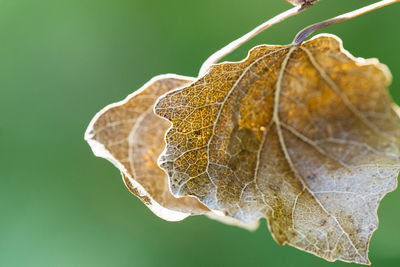 Close-up of dried leaf on plant during autumn