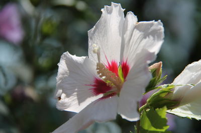 Close-up of white hibiscus flower