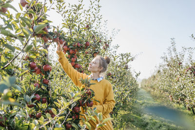 Young woman harvesting apples