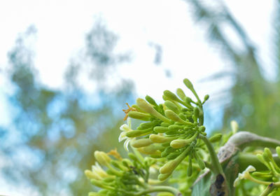 Close-up of flowering plant