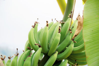 Close-up of green insect on plant