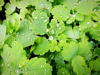 Full frame shot of wet plants