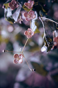 Close-up of flowering plant