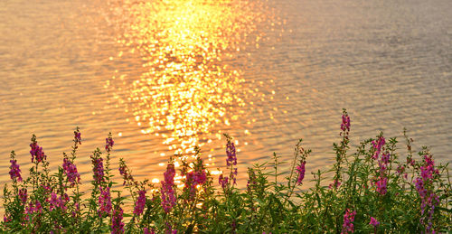 Close-up of flowering plants against sea during sunset