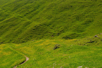 High angle view of agricultural field