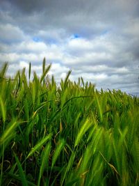 Scenic view of field against cloudy sky