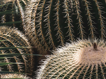 Close-up of cactus plant