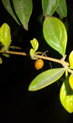 Close-up of green leaves