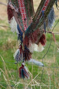 Close-up of rooster on field