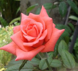 Close-up of pink rose