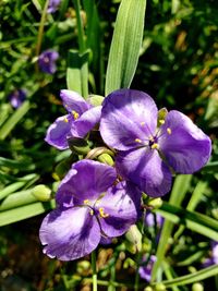 Close-up of purple flowering plant