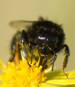 Close-up of insect on yellow flower